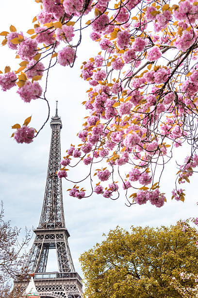 istock Tour eiffel tower in paris during the spring blossom season 620738610