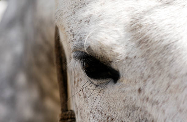 istock Close up of white horse eye 620738906