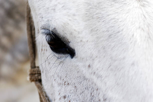istock Close up of white horse eye 620739014