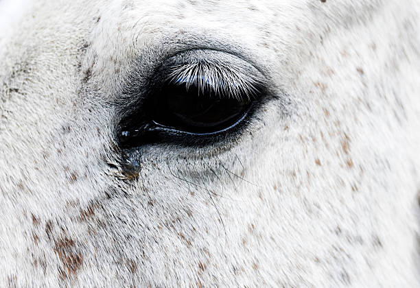 istock Close up of white horse eye 620739092
