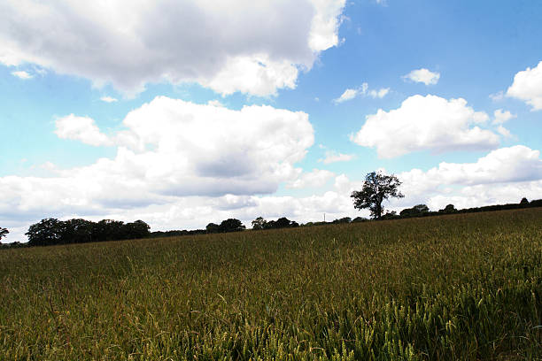 istock Wheat growing in a field in the Chilterns 620740732