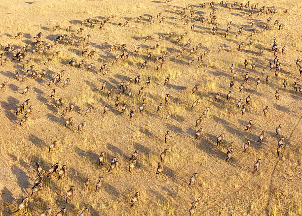 troupeau de gnous, parc national du serengeti, tanzanie afrique - gnou photos et images de collection