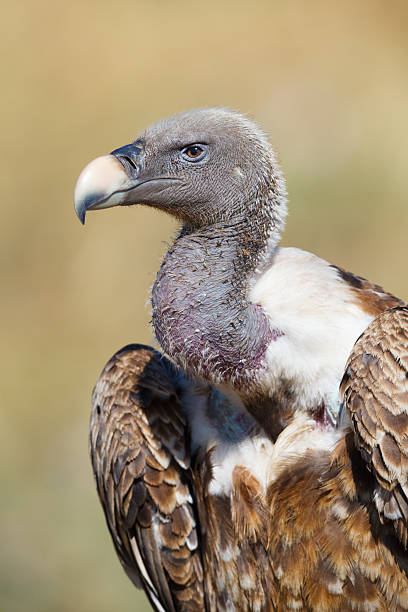 Ruppell's Vulture  
