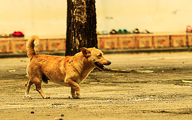 istock asia dog on street 620744172