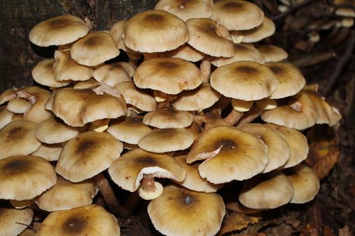 honey fungus growing on woodland floor in England