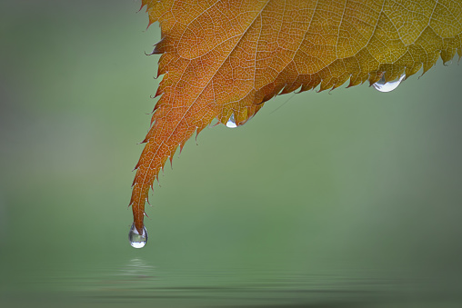 Autumn leaf with water drops