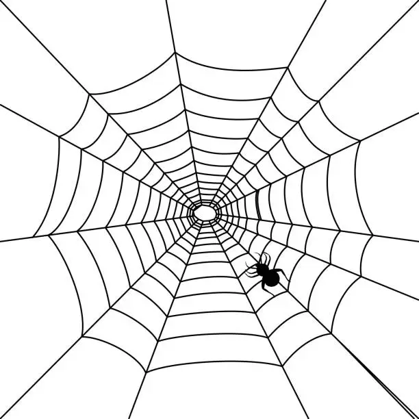 Vector illustration of Cobweb design