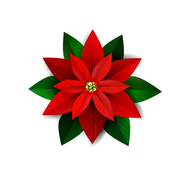 Poinsettia flower, symbol of Christmas Poinsettia flower, symbol of Christmas on white Vector illustration christmas stars stock illustrations