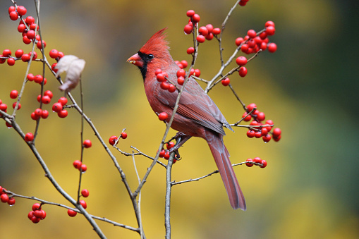 A northern cardinal perching on winterberry in fall