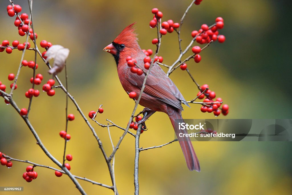 Winterberry Cardinal A northern cardinal perching on winterberry in fall Cardinal - Bird Stock Photo