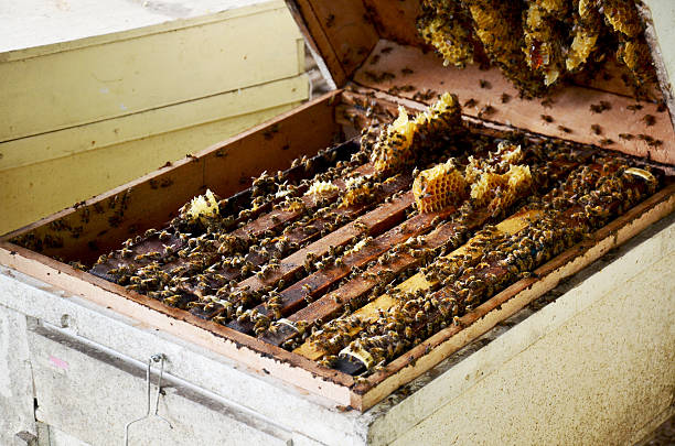 istock Bees farm at Phrae, Thailand 620955010