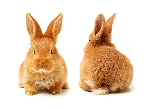 istock Baby of orange rabbit 620955674