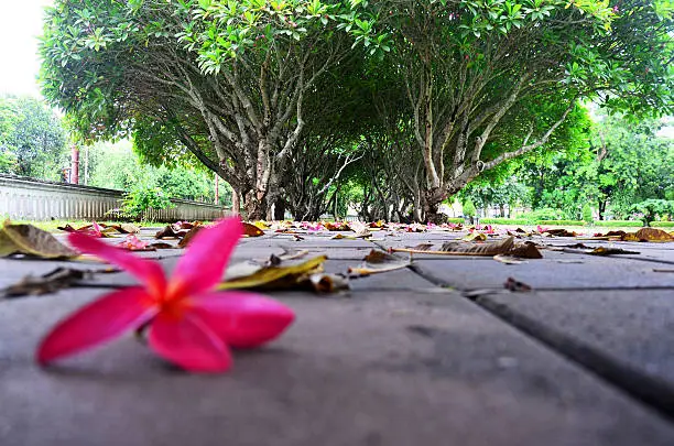 Plumeria or Templetree Flowers on floor and Frangipani trees tunnel at Nan, Thailand