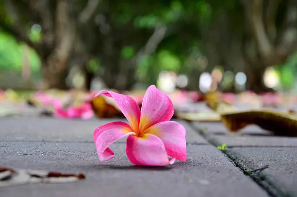 Plumeria or Templetree Flowers on floor and Frangipani trees tunnel at Nan, Thailand