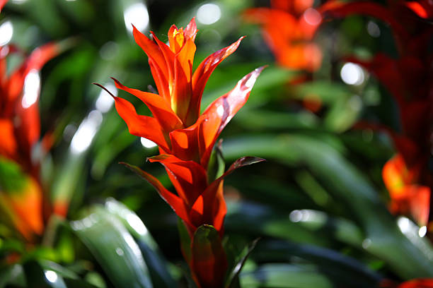 istock Blooming bright colored flowers, Thailand 620957062