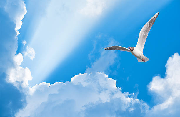 istock seagull flying in the sun rays among the clouds 620957428