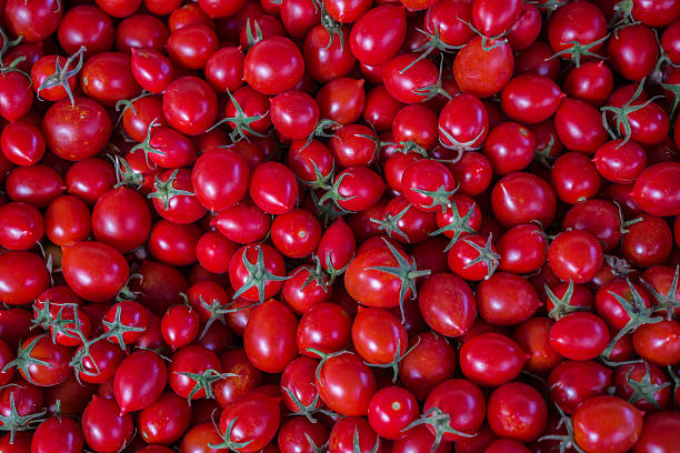 Field tomato