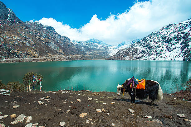 озеро цангмо в сиккиме, индия - sikkim стоковые фото и изображения