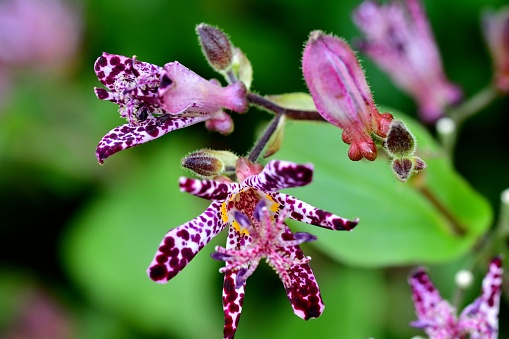 Tricyrtis hirta, Load lily, hairy load lily or Japanese toad lily is a Japanese species of hardy perennial plant in the lily family. Its star-like flowers are white with rich purple spots and purple stigmas. It blooms in late summer to mid-autumn on arching stems.