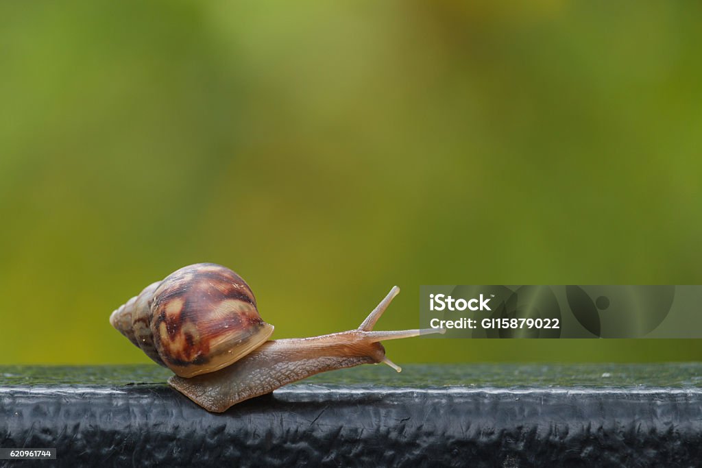 snail on green blur background Helix pomatia, common names the Burgundy snail, Roman snail, edible snail or escargot, snail on green blur background Snail Stock Photo