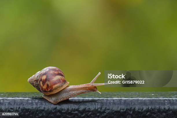 Snail On Green Blur Background Stock Photo - Download Image Now - Snail, Animal, Animal Wildlife