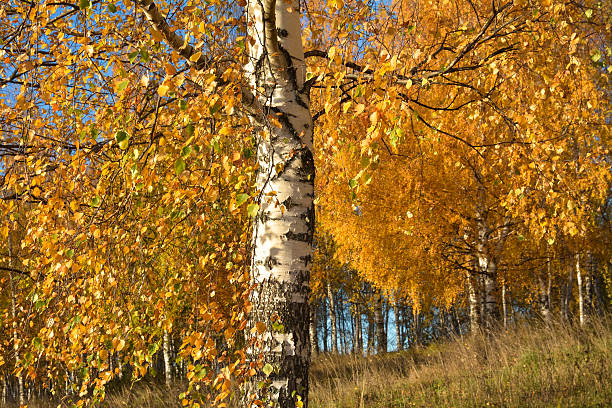 istock Golden autumn. Sunny day in a birch grove 620962748