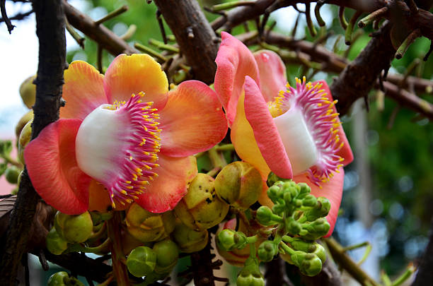 istock Sala flora or Shorea robusta flower on Cannonball Tree 620963940