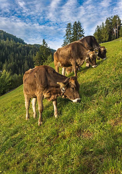 istock Brown cow in an Alpine meadow 620964702