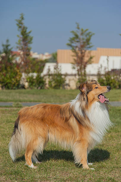 istock Collie dog standing with hanging tongue 620965374