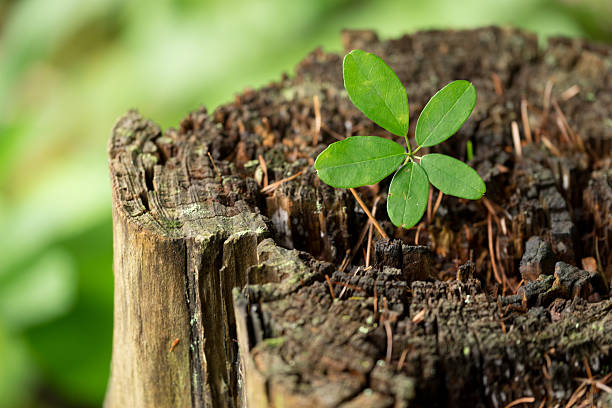 istock Young leaves that grow from the stump (new life) 620966012
