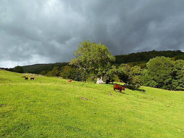 istock Grazing cattle herd with stormy sky 620966922