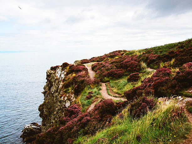 Blooming purple heather on the cliffs of Howth Head peninsula coast in Ireland.