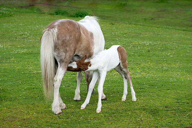 hore filly -feeding - foal mare horse newborn animal fotografías e imágenes de stock