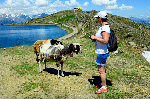 Jerzens, Austria - June 24, 2016: Unidentified woman and sheeps on Hochzeiger mountain