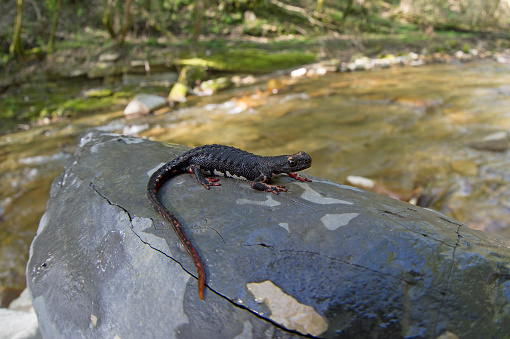 Spectacled salamander (Salamandrina terdigitata)