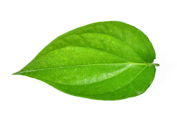 istock Green betel leaf heart shape isolated on white 620968992
