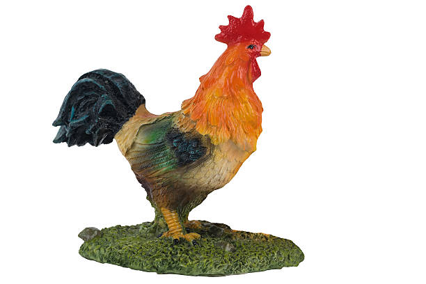 istock beautiful cock on a white background 620969000