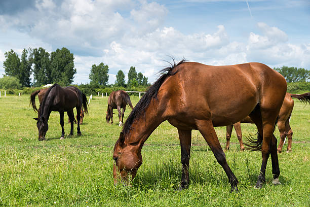 istock horses on the farm 620969038