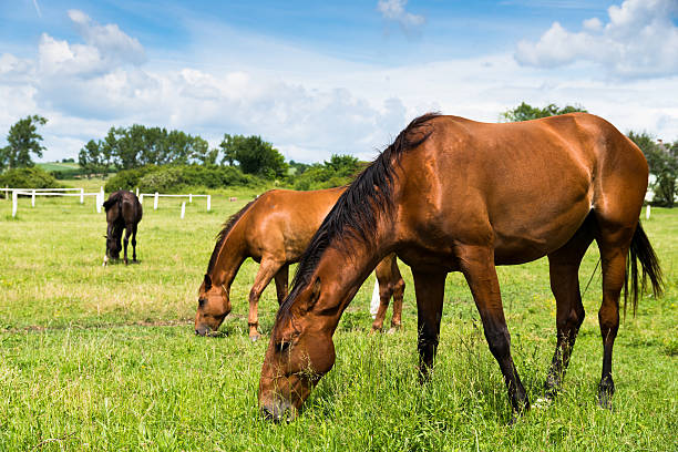 istock horses on the farm 620969530