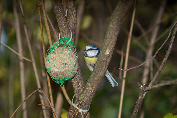 istock great tit, blue tit eats fat ball at the manger 620971268