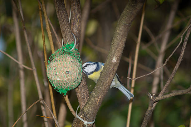 istock great tit, blue tit eats fat ball at the manger 620971346