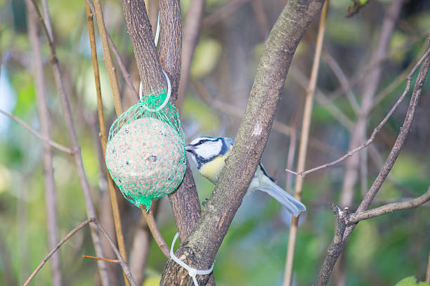 istock great tit, blue tit eats fat ball at the manger 620971642