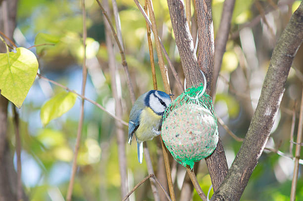 istock great tit, blue tit eats fat ball at the manger 620971918