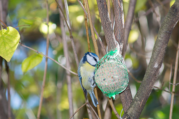 istock great tit, blue tit eats fat ball at the manger 620972216