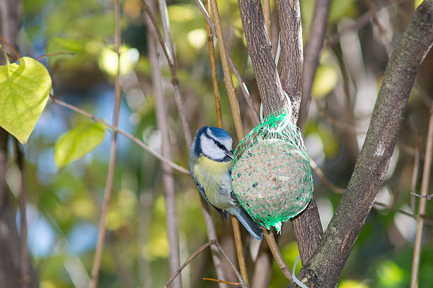 istock great tit, blue tit eats fat ball at the manger 620972268