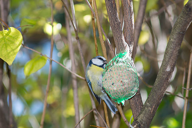 istock great tit, blue tit eats fat ball at the manger 620972326