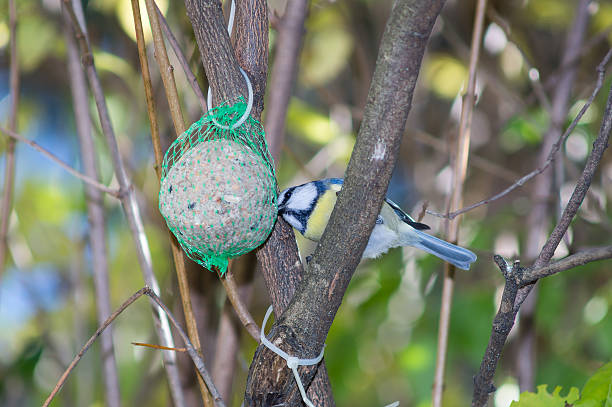 istock great tit, blue tit eats fat ball at the manger 620972620