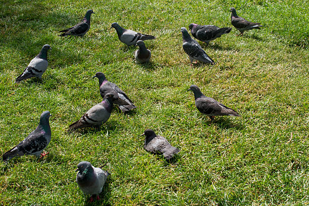 istock Beautiful pigeons on green grass 620972980