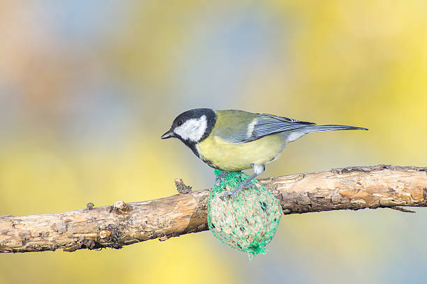 istock great tit, blue tit eats fat ball at the manger 620973318
