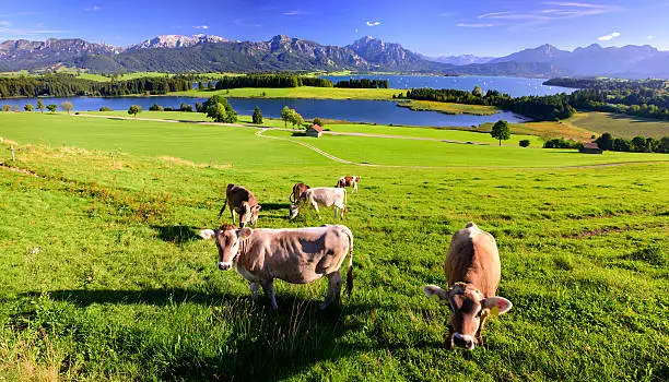 rural panorama landscape with lake Forggensee and alps mountains in Bavaria, Germany, nearby city Fuessen